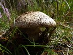 FZ020095 Grey-spotted Amanita (Amanita spissa) mushroom.jpg